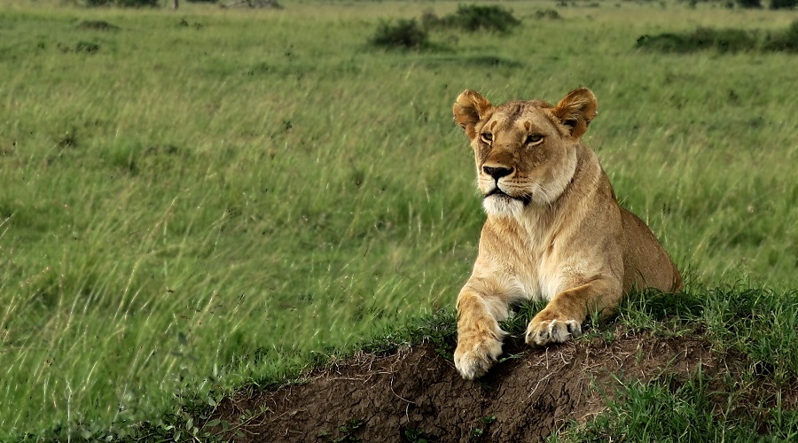 Explore the Best of Tanzania in 5-Day Camping Safari